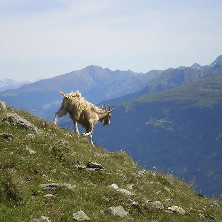 هاوس كاترين فليس