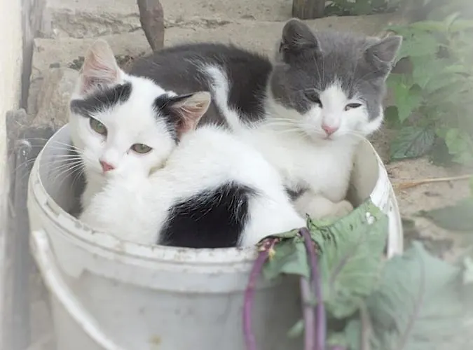 Haus Kathrein Appartement Fließ