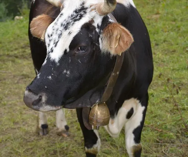 Appartement Haus Kathrein